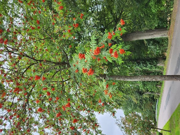 Samsung Galaxy Z Fold 4 – Photo sample